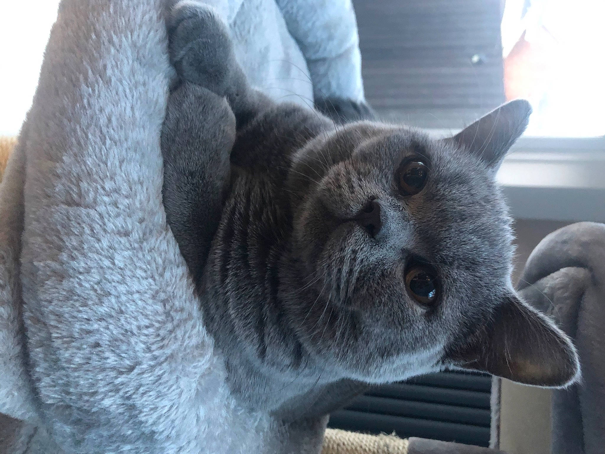 Dave joined the competition — help win amazing prizes! carnivore, cat, comfort, domestic_short_haired_cat, felidae, fur, grey, russian_blue, small_to_medium_sized_cats, snout, tail, terrestrial_animal, whiskers