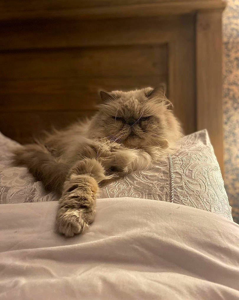 Ernest joined the competition — help win amazing prizes! bed, bed_sheet, bedding, carnivore, cat, claw, comfort, felidae, fur, grey, hardwood, linens, natural_material, paw, room, sitting, small_to_medium_sized_cats, terrestrial_animal, whiskers, wood