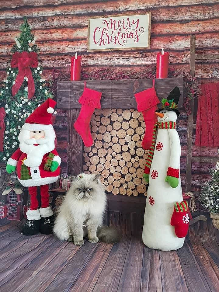 Ernest is registered to the contest to win money with this photo: carnivore, christmas, christmas_decoration, christmas_eve, christmas_ornament, dog, fawn, green, holiday, holiday_ornament, lawn_ornament, ornament, plant, red, santa_claus, tree, vertebrate, white, window, wood