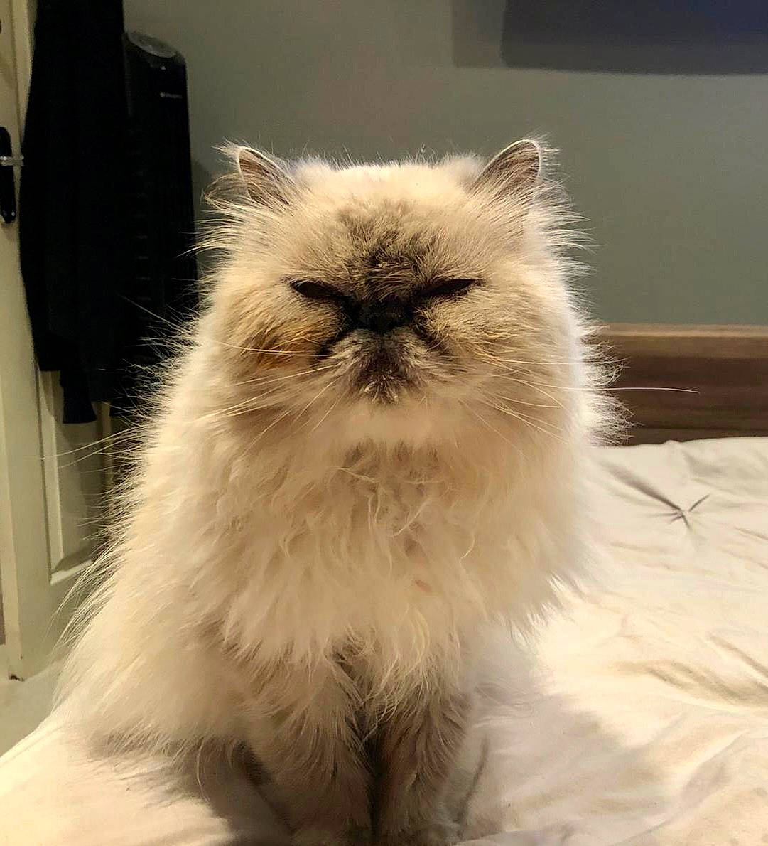Booboo is registered to the contest to win money with this photo: birman, british_longhair, carnivore, cat, fawn, felidae, fur, persian, plant, small_to_medium_sized_cats, snout, terrestrial_animal, whiskers