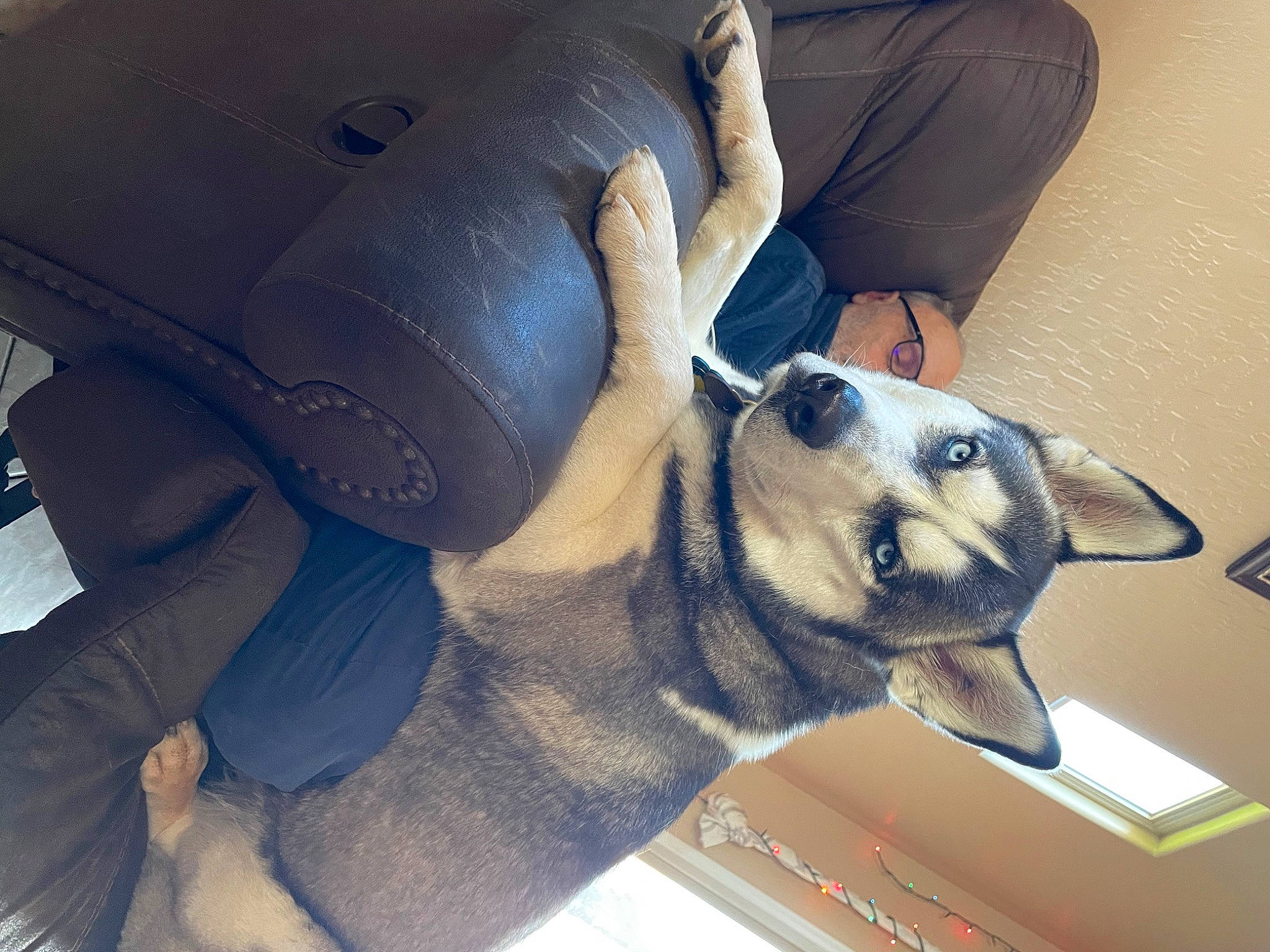 Graziano is registered to the contest to win money with this photo: auto_part, automotive_design, car_seat, car_seat_cover, carnivore, comfort, companion_dog, couch, dog, dog_breed, elbow, eyewear, fawn, foot, head_restraint, human_leg, sporting_group, thigh, tints_and_shades, vehicle_door