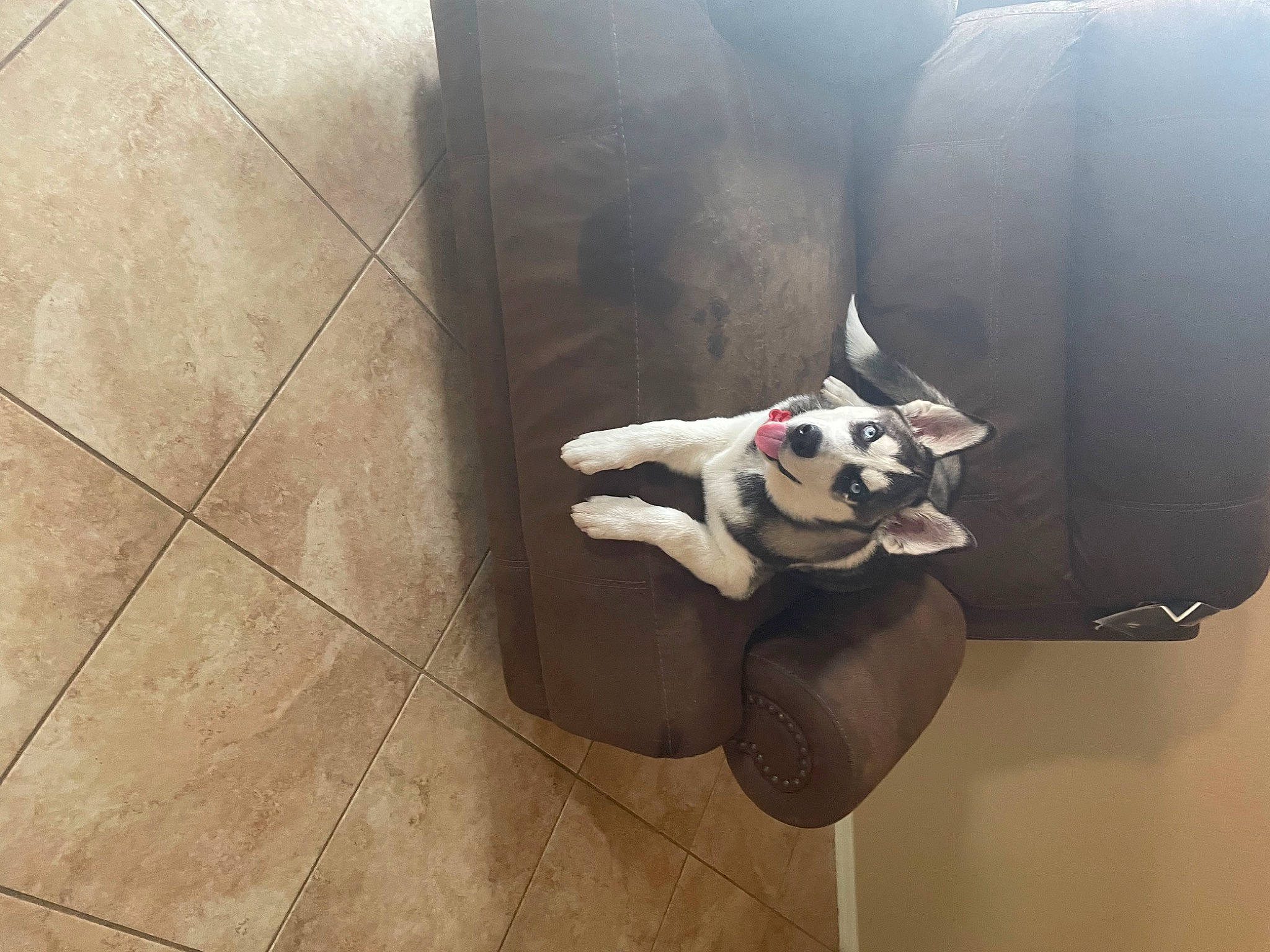 Graziano joined the competition — help win amazing prizes! carmine, carnivore, companion_dog, dog, dog_breed, fawn, fictional_character, floor, flooring, goggles, hardwood, human_leg, metal, personal_protective_equipment, snout, stuffed_toy, tail, tile_flooring, toy, wood