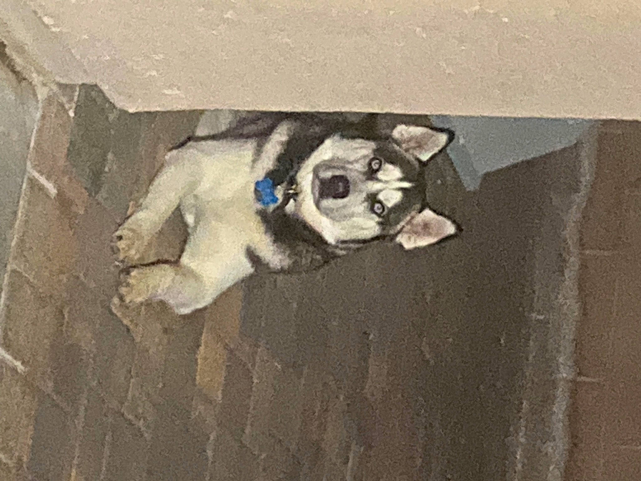 Graziano joined the competition — help win amazing prizes! art, asphalt, canidae, carnivore, companion_dog, concrete, dog, dog_breed, fawn, floor, flooring, font, grey, road_surface, shadow, sidewalk, snout, sporting_group, visual_arts, wood