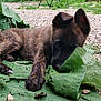 puppy, dog, leaf, greenery, outdoor, nature, grass, gravel, playful, pet, animal, young_dog, ears, paw, chewing, garden, relaxed, lying_down, brown_fur, curious