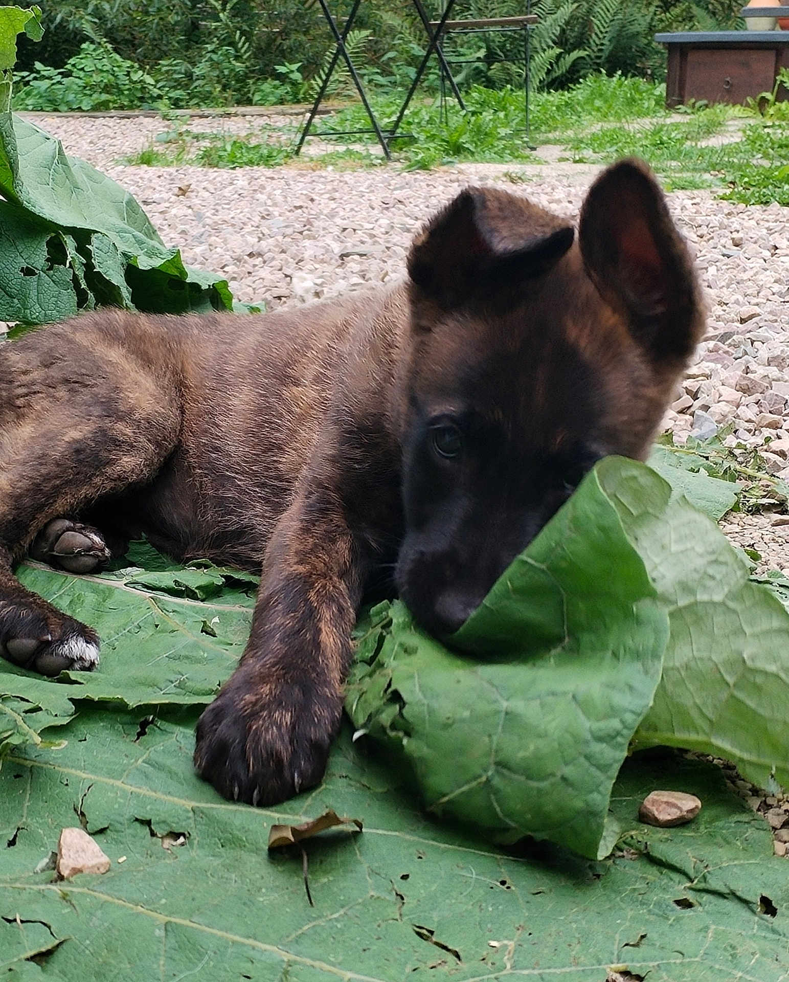 Adda a rejoint le concours — aidez-le/la à gagner de superbes lots ! puppy, dog, leaf, greenery, outdoor, nature, grass, gravel, playful, pet, animal, young_dog, ears, paw, chewing, garden, relaxed, lying_down, brown_fur, curious