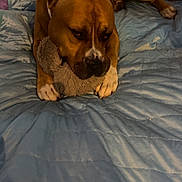 Saïko participe au concours pour gagner de l'argent avec cette photo : animal, bed, blue_bedspread, brown_dog, canine, comfort, cozy, dog, furniture, home, indoor, lying_down, muzzle, paw, pet, pillow, quiet, resting, soft_toy, toy