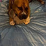 animal, bed, blue_bedspread, brown_dog, canine, comfort, cozy, dog, furniture, home, indoor, lying_down, muzzle, paw, pet, pillow, quiet, resting, soft_toy, toy