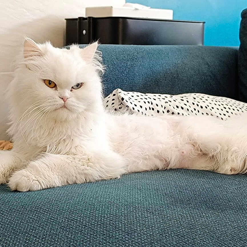 Lili a rejoint le concours — aidez-le/la à gagner de superbes lots ! angora, animal, blanket, cat, couch, cushion, furniture, homedecor, kitten, pet, pillow