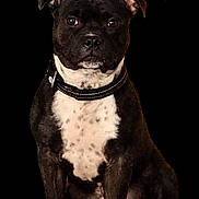 Mr Spyke participe au concours pour gagner de l'argent avec cette photo : animal, black_dog, canine, collar, dark_background, digital_graphic, dog, floppy_ears, front_facing, merci_text, paw_print, paws, pet, portrait, puppy, serious_expression, sitting, studio_lighting, thank_you, white_chest