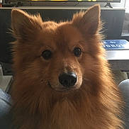 Wolf participe au concours pour gagner de l'argent avec cette photo : dog, fluffy, brown, pet, indoor, furniture, lap, animal, canine, ears, eyes, nose, living_room, person, jeans, table, television, sign, calm, portrait