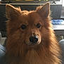 dog, fluffy, brown, pet, indoor, furniture, lap, animal, canine, ears, eyes, nose, living_room, person, jeans, table, television, sign, calm, portrait
