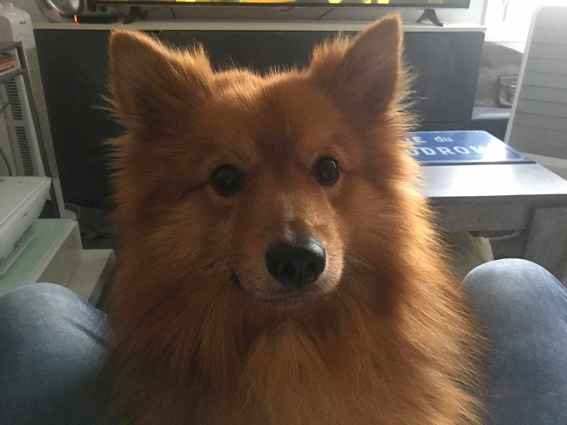 Wolf participe au concours pour gagner de l'argent avec cette photo : dog, fluffy, brown, pet, indoor, furniture, lap, animal, canine, ears, eyes, nose, living_room, person, jeans, table, television, sign, calm, portrait