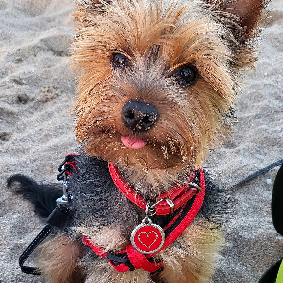 Stitch participe au concours pour gagner de l'argent avec cette photo : accessories, affenpinscher, airedale, animal, belt, canine, collar, dog, formalwear, goggles, grass, harness, leash, pet, plant, poodle, puppy, strap, terrier, whitedog