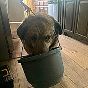 Farkas is registered to the contest to win money with this photo: dog, bucket, kitchen, wooden_floor, cabinet, indoor, pet, animal, curious, household, toolbox, door, window, daylight, flooring, brown, canine, mischievous, domestic, container