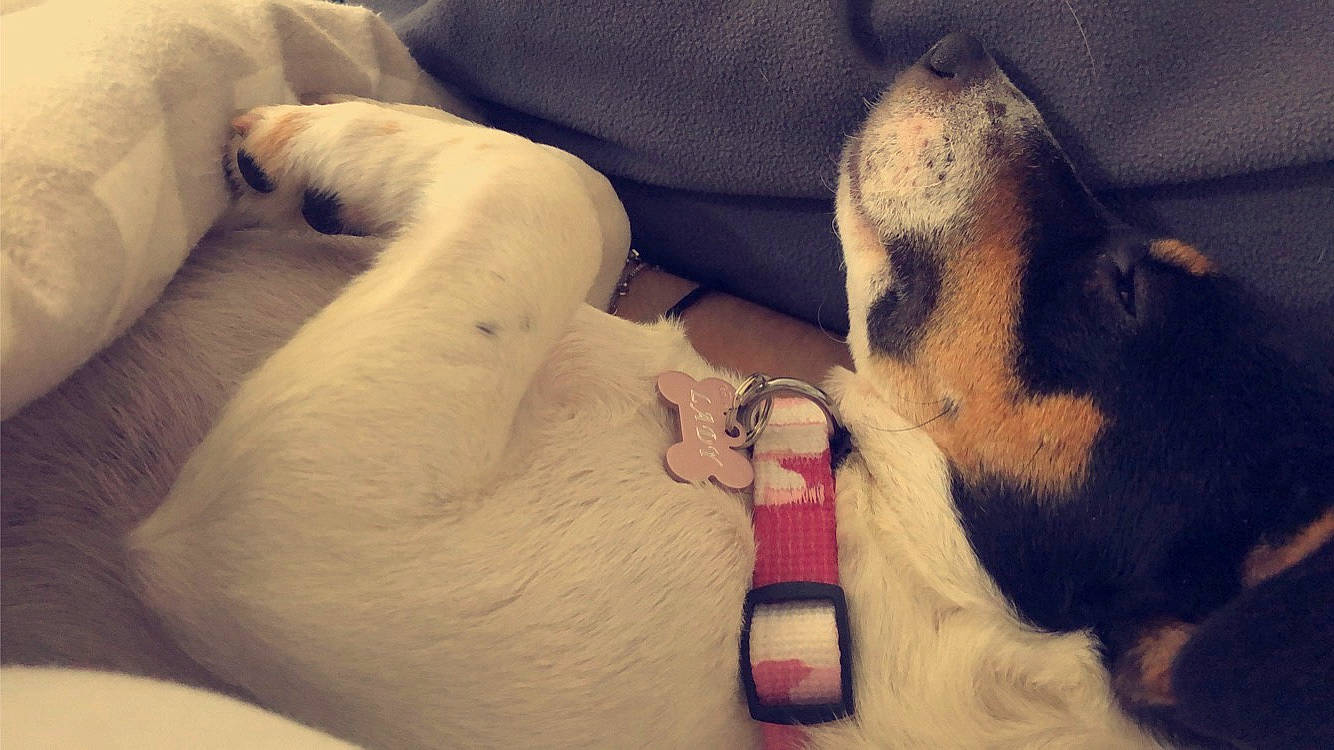 Lady a rejoint le concours — aidez-le/la à gagner de superbes lots ! carnivore, chest, cloud, comfort, companion_dog, dog, dog_breed, elbow, fawn, flesh, foot, fur, hand, human_leg, nail, paw, pet_supply, trunk, working_animal, wrist