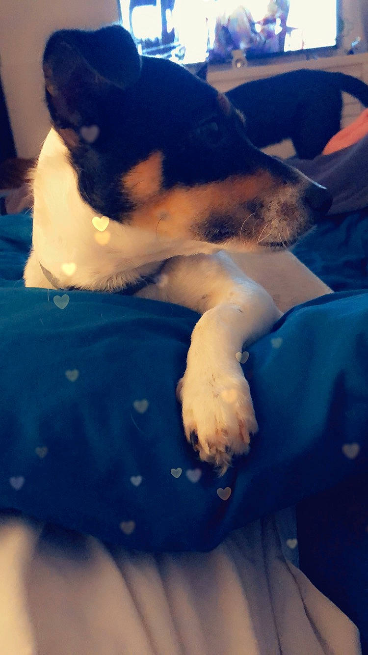 Lady participe au concours pour gagner de l'argent avec cette photo : blue, canidae, carnivore, cloud, comfort, companion_dog, dog_breed, electric_blue, fawn, felidae, fur, human_leg, linens, nap, paw, small_to_medium_sized_cats, snout, sporting_group, tail, whiskers