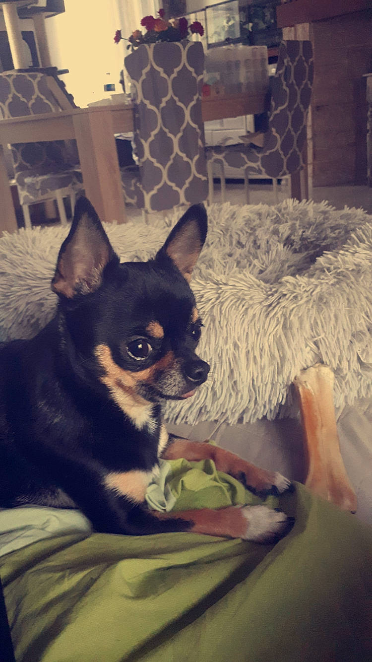 Nalaa participe au concours pour gagner de l'argent avec cette photo : canidae, carnivore, chair, comfort, companion_dog, dog, dog_breed, ear, eye, fawn, fur, head, paw, room, snapshot, snout, sporting_group, toy_dog, whiskers, working_animal