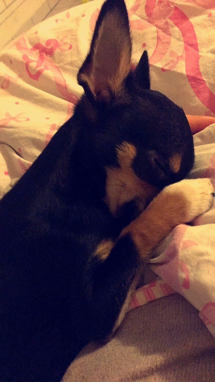 Nalaa a rejoint le concours — aidez-le/la à gagner de superbes lots ! canidae, carnivore, cloud, comfort, companion_dog, dog, dog_breed, ear, eye, fawn, felidae, fur, jaw, nap, paw, sky, snout, sporting_group, toy_dog, whiskers