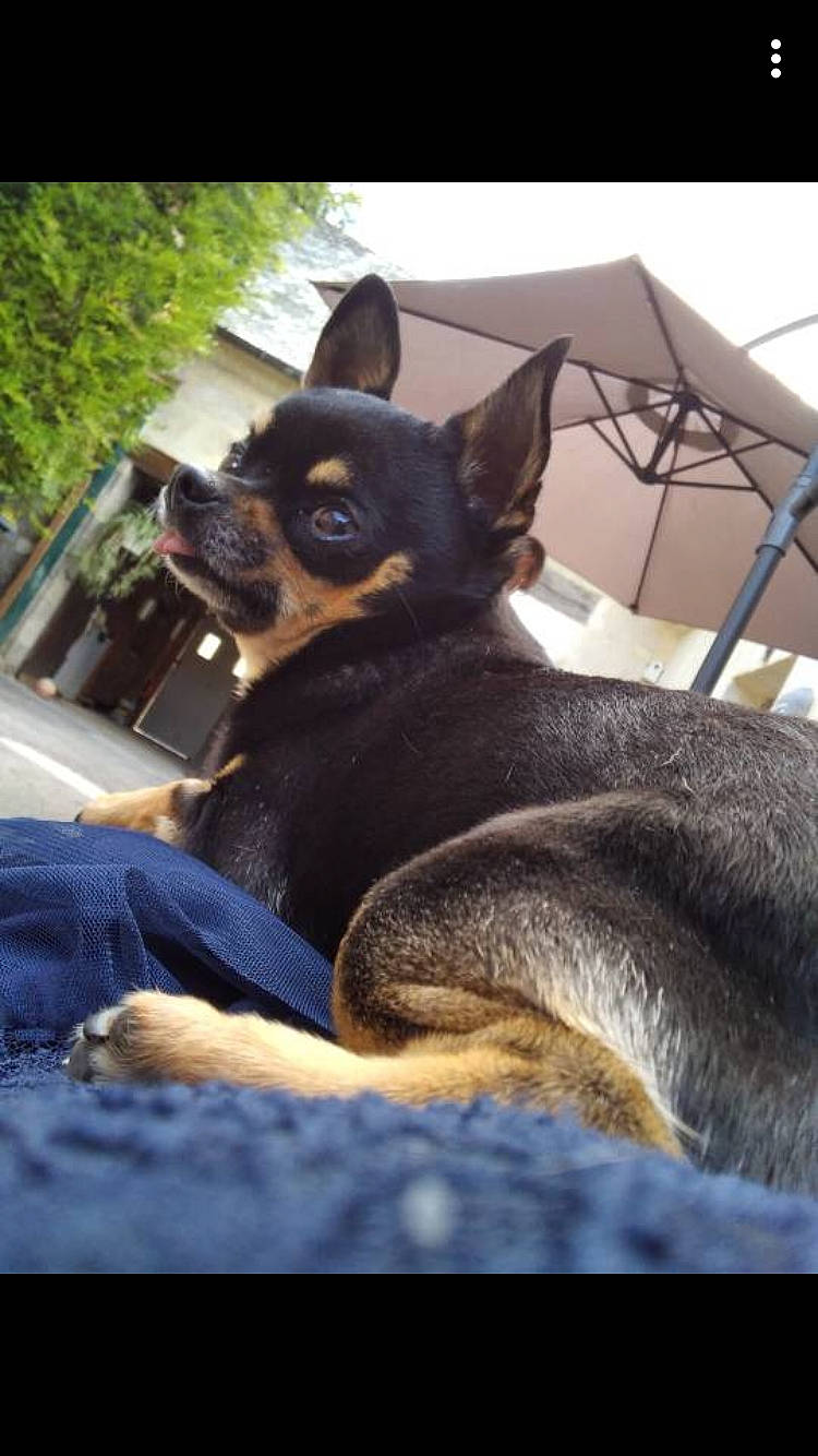 Nalaa participe au concours pour gagner de l'argent avec cette photo : canidae, carnivore, comfort, companion_dog, dog, dog_breed, ear, fawn, folding_chair, fur, guard_dog, paw, pinscher, prazsky_krysarik, snout, sporting_group, terrestrial_animal, toy_dog, whiskers, working_animal