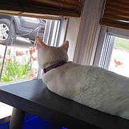 Flout is registered to the contest to win money with this photo: animal, car, cat, collar, curiosity, daylight, flowers, furniture, indoor, looking_out, orange_flowers, outdoor, pet, quiet, relaxation, resting, table, white_cat, window, wooden_blinds