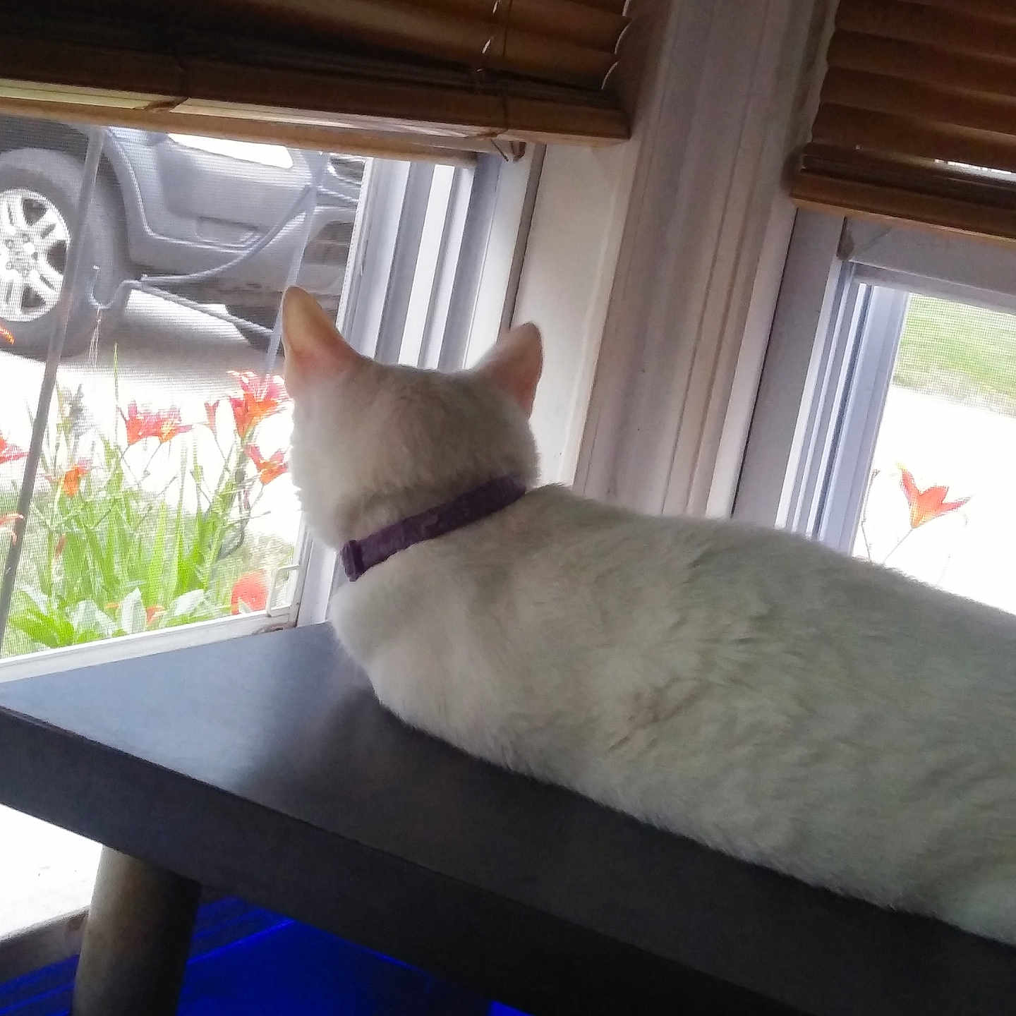 Flout is registered to the contest to win money with this photo: animal, car, cat, collar, curiosity, daylight, flowers, furniture, indoor, looking_out, orange_flowers, outdoor, pet, quiet, relaxation, resting, table, white_cat, window, wooden_blinds