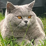 Bianca a rejoint le concours — aidez-le/la à gagner de superbes lots ! cat, gray_cat, amber_eyes, grass, outdoor, animal, pet, feline, whiskers, close_up, nature, relaxed, cute, fluffy, mammal, laying_down, wildlife, soft_fur, portrait, calm