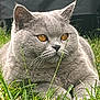 cat, gray_cat, amber_eyes, grass, outdoor, animal, pet, feline, whiskers, close_up, nature, relaxed, cute, fluffy, mammal, laying_down, wildlife, soft_fur, portrait, calm