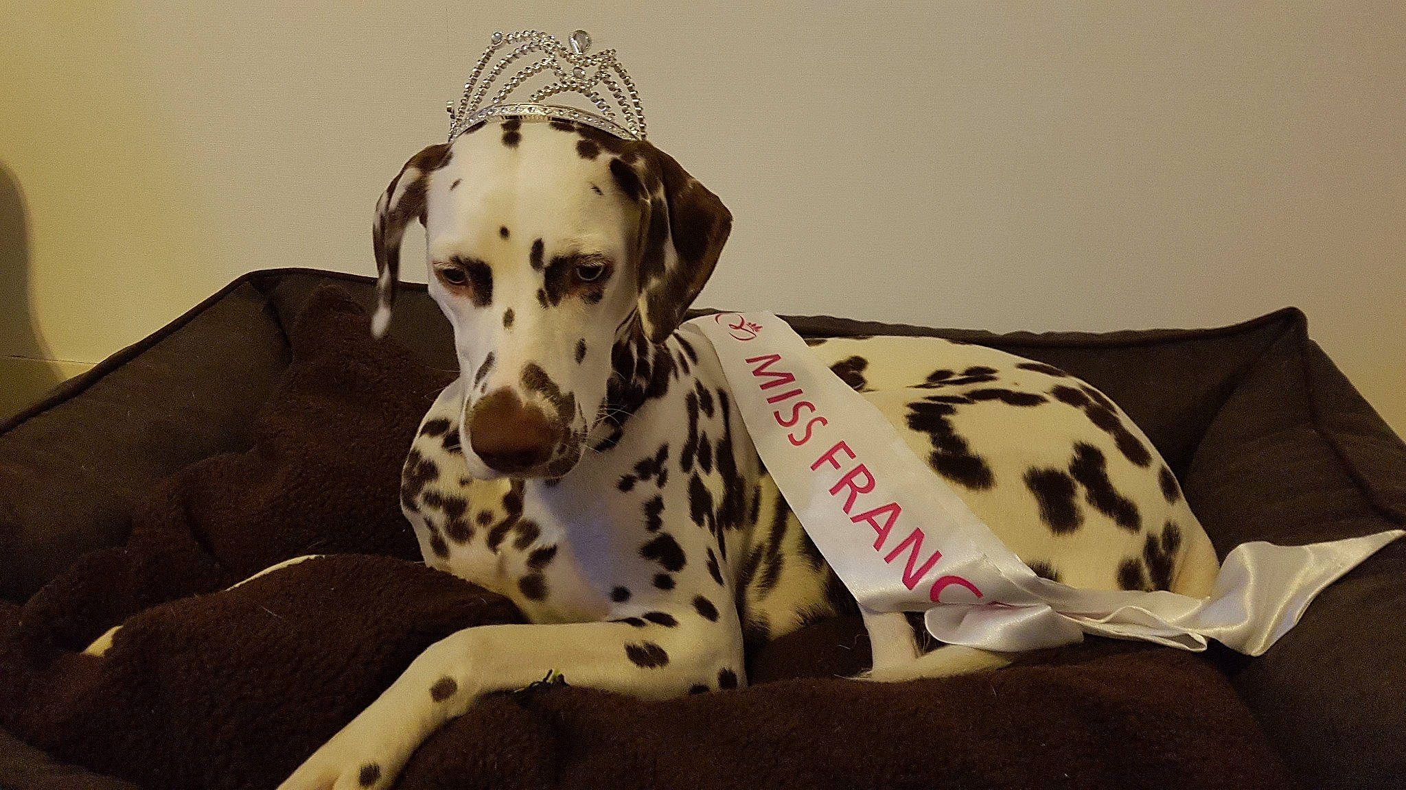 Opie participe au concours pour gagner de l'argent avec cette photo : canidae, carnivore, companion_dog, dalmatian, dog, dog_breed, mammal, non_sporting_group, snout, sporting_group