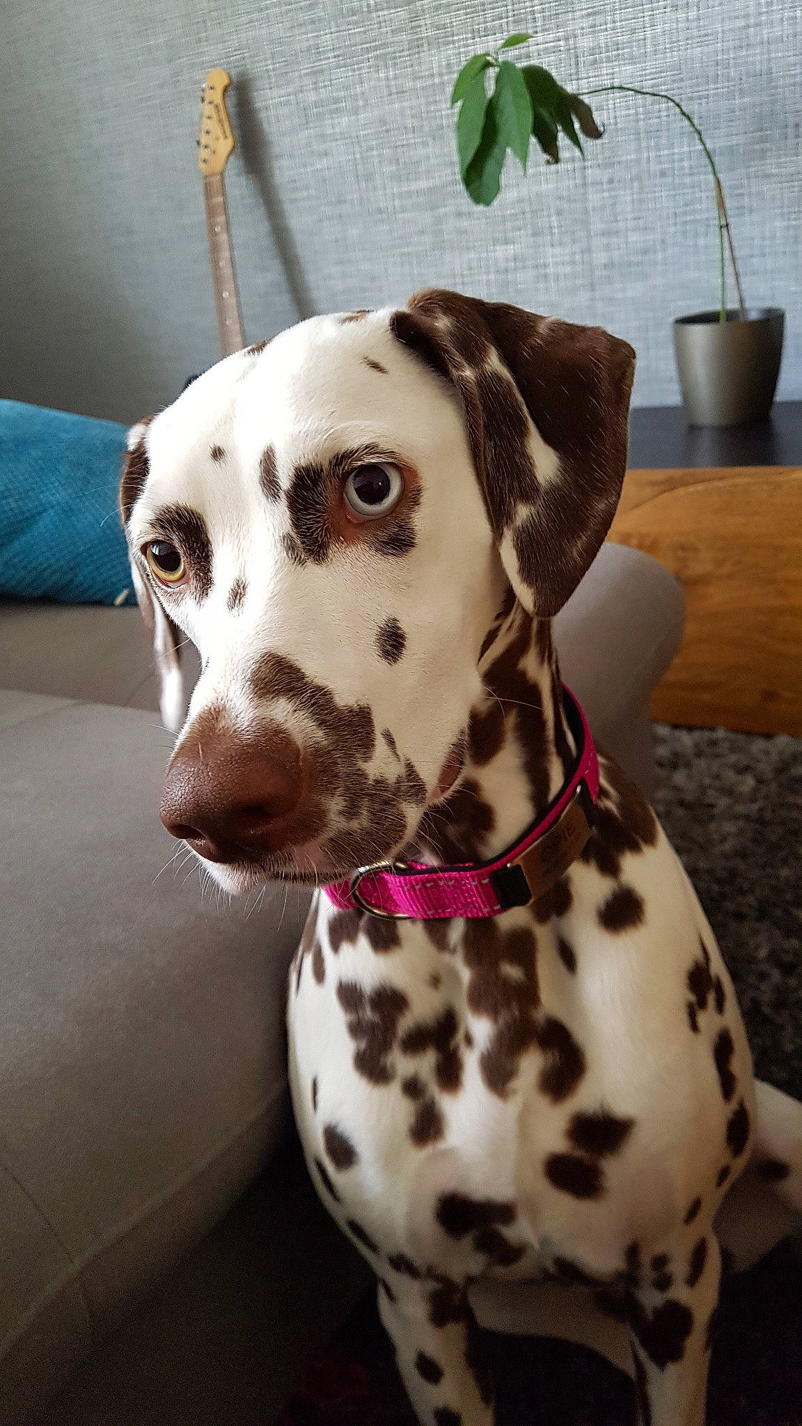Opie participe au concours pour gagner de l'argent avec cette photo : canidae, carnivore, dalmatian, dog, dog_breed, dog_collar, fawn, mammal, non_sporting_group, pointer, snout, sporting_group, vertebrate