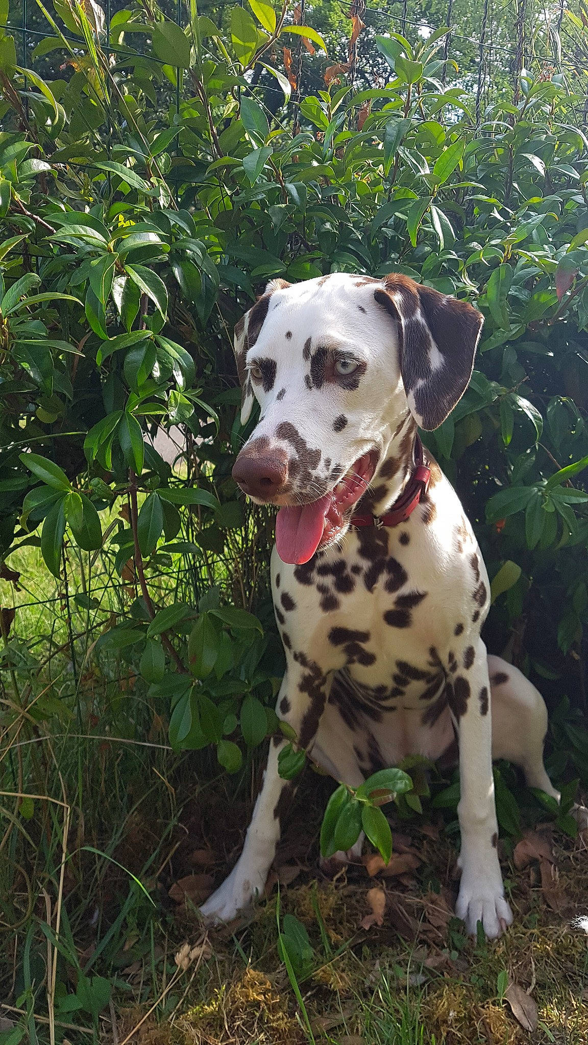 Opie a rejoint le concours — aidez-le/la à gagner de superbes lots ! canidae, carnivore, catahoula_bulldog, dalmatian, dog, dog_breed, fawn, louisiana_catahoula_leopard_dog, mammal, non_sporting_group, pointer, snout, sporting_group, vertebrate