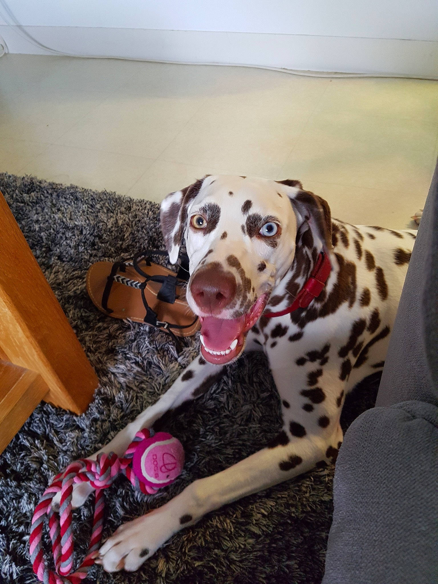 Opie participe au concours pour gagner de l'argent avec cette photo : canidae, carnivore, dalmatian, dog, dog_breed, dog_collar, fawn, non_sporting_group, snout, sporting_group