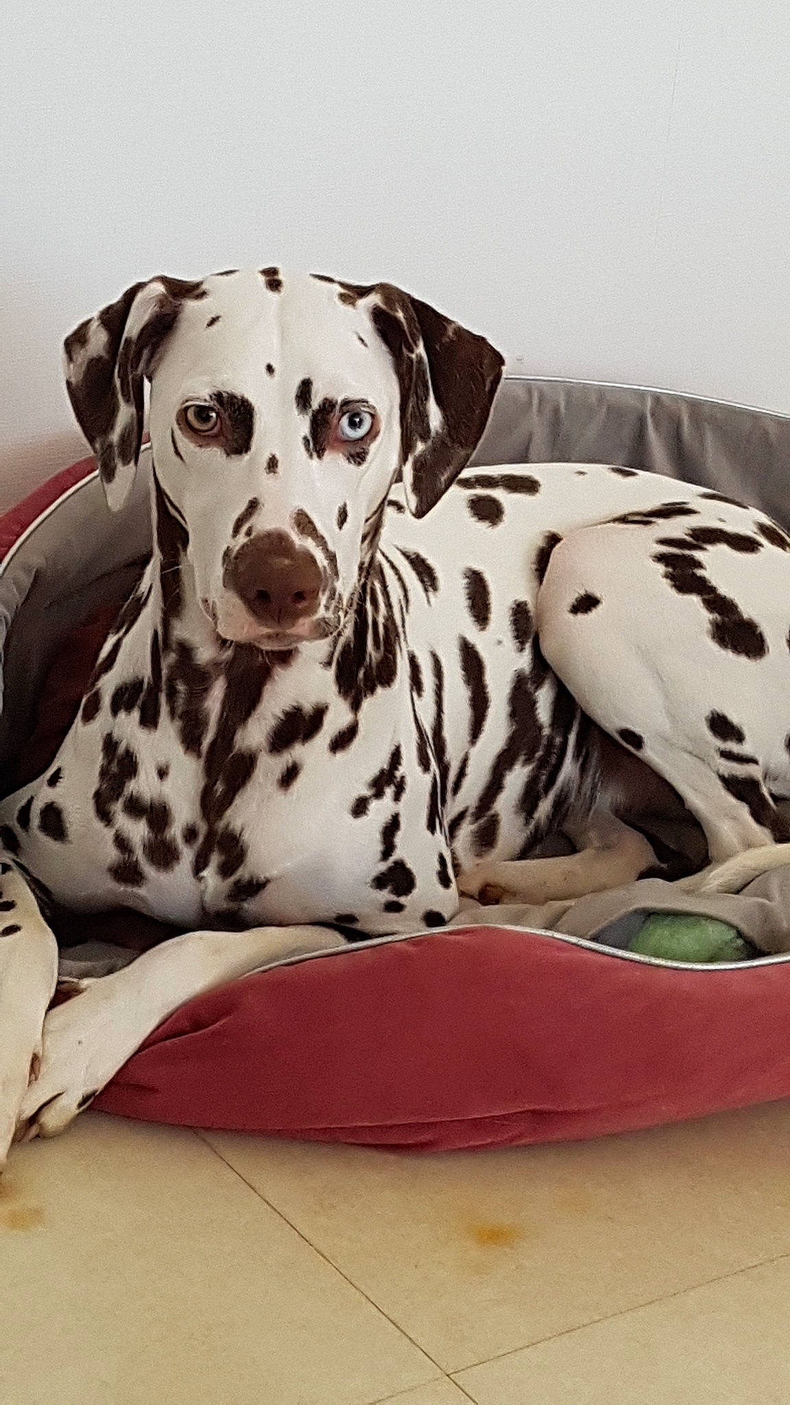 Opie participe au concours pour gagner de l'argent avec cette photo : canidae, carnivore, companion_dog, dalmatian, dog, dog_breed, great_dane, mammal, non_sporting_group, snout, sporting_group, vertebrate