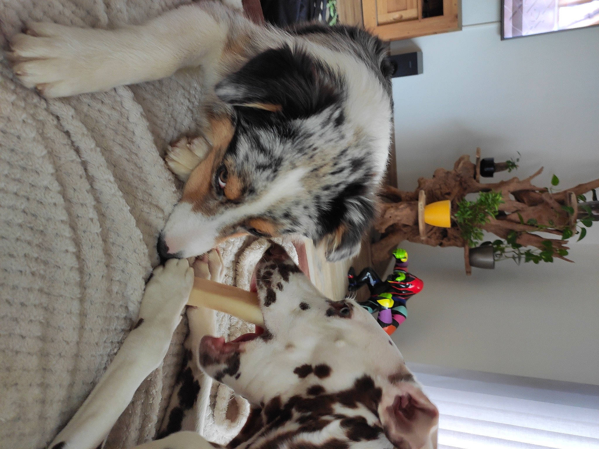 Scar participe au concours pour gagner de l'argent avec cette photo : canidae, carnivore, cat, comfort, companion_dog, dalmatian, dog_breed, domestic_short_haired_cat, felidae, fur, linens, nap, paw, picture_frame, room, shelf, small_to_medium_sized_cats, sporting_group, tail, whiskers