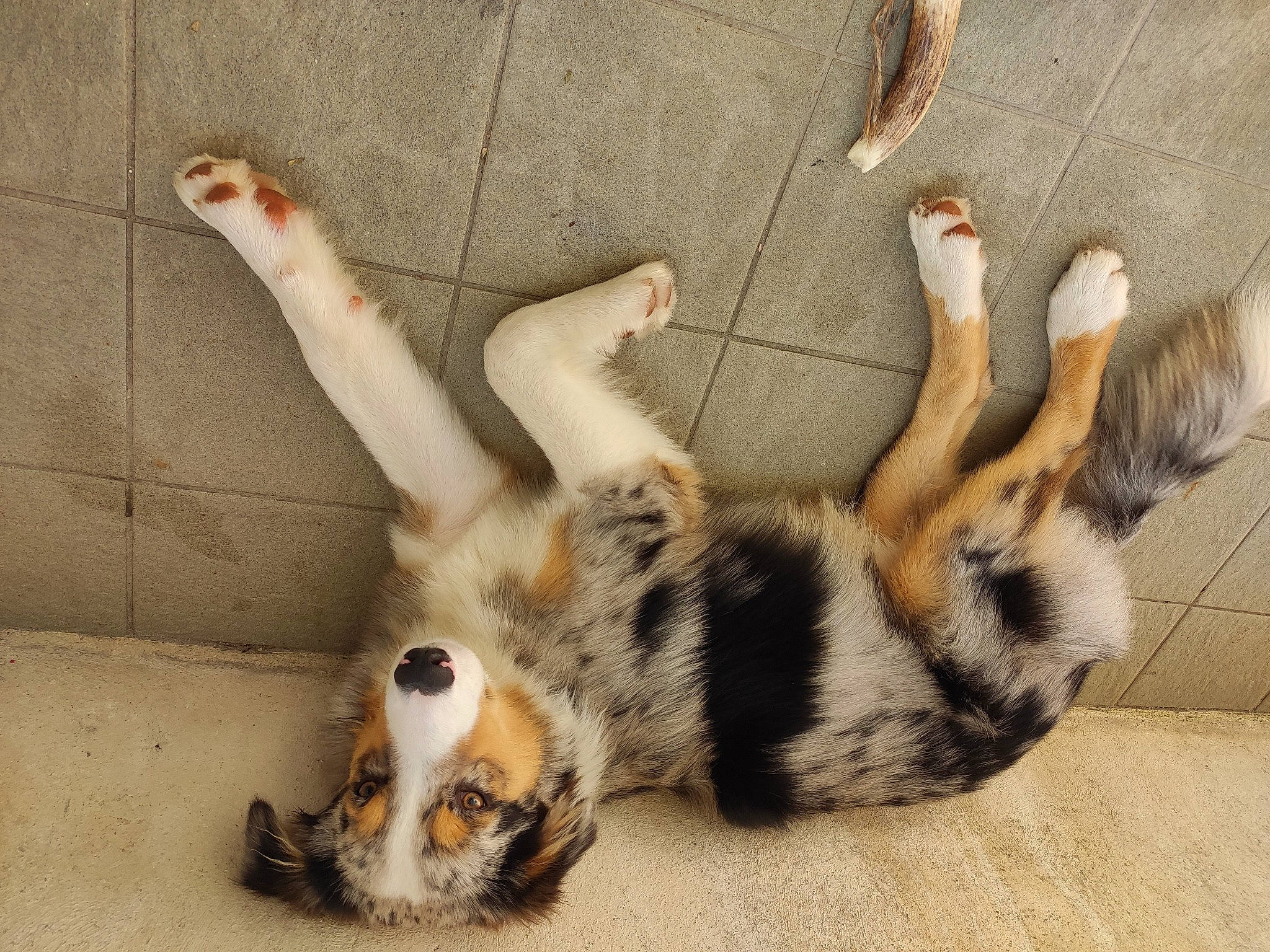 Scar participe au concours pour gagner de l'argent avec cette photo : canidae, carnivore, cat, claw, comfort, dog_breed, domestic_short_haired_cat, fawn, felidae, foot, fur, paw, small_to_medium_sized_cats, snout, sporting_group, tail, terrestrial_animal, toe, whiskers, wood