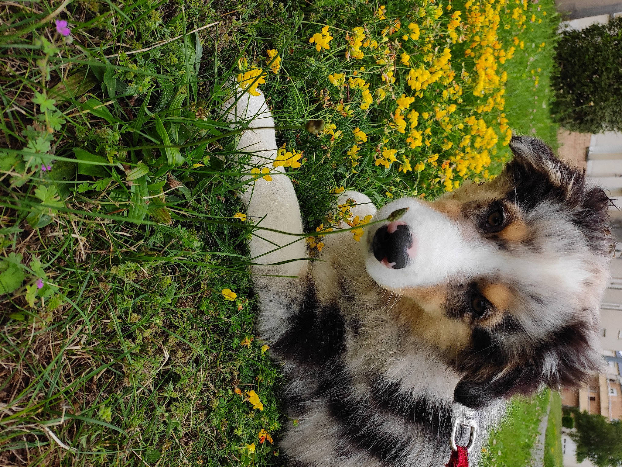Scar participe au concours pour gagner de l'argent avec cette photo : border_collie, carnivore, collie, companion_dog, dog, dog_breed, flower, fur, grass, herbaceous_plant, herding_dog, plant, prairie, scotch_collie, sled_dog, snout, sporting_group, whiskers, wildlife, working_animal