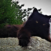 Minette participe au concours pour gagner de l'argent avec cette photo : animal, black_cat, cat, dark_fur, feline, fluffy, garden, greenery, house, long_hair, lying_down, nature, outdoor, pet, portrait, roof, sitting, staring, stone_wall, trees
