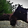 animal, black_cat, cat, dark_fur, feline, fluffy, garden, greenery, house, long_hair, lying_down, nature, outdoor, pet, portrait, roof, sitting, staring, stone_wall, trees