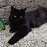 alert, animal, black_cat, black_fur, cat, courtyard, feline, fluffy, garden, gravel, long_hair, lying_down, nature, outdoor, pet, plants, portrait, relaxed, stone_wall, yellow_eyes