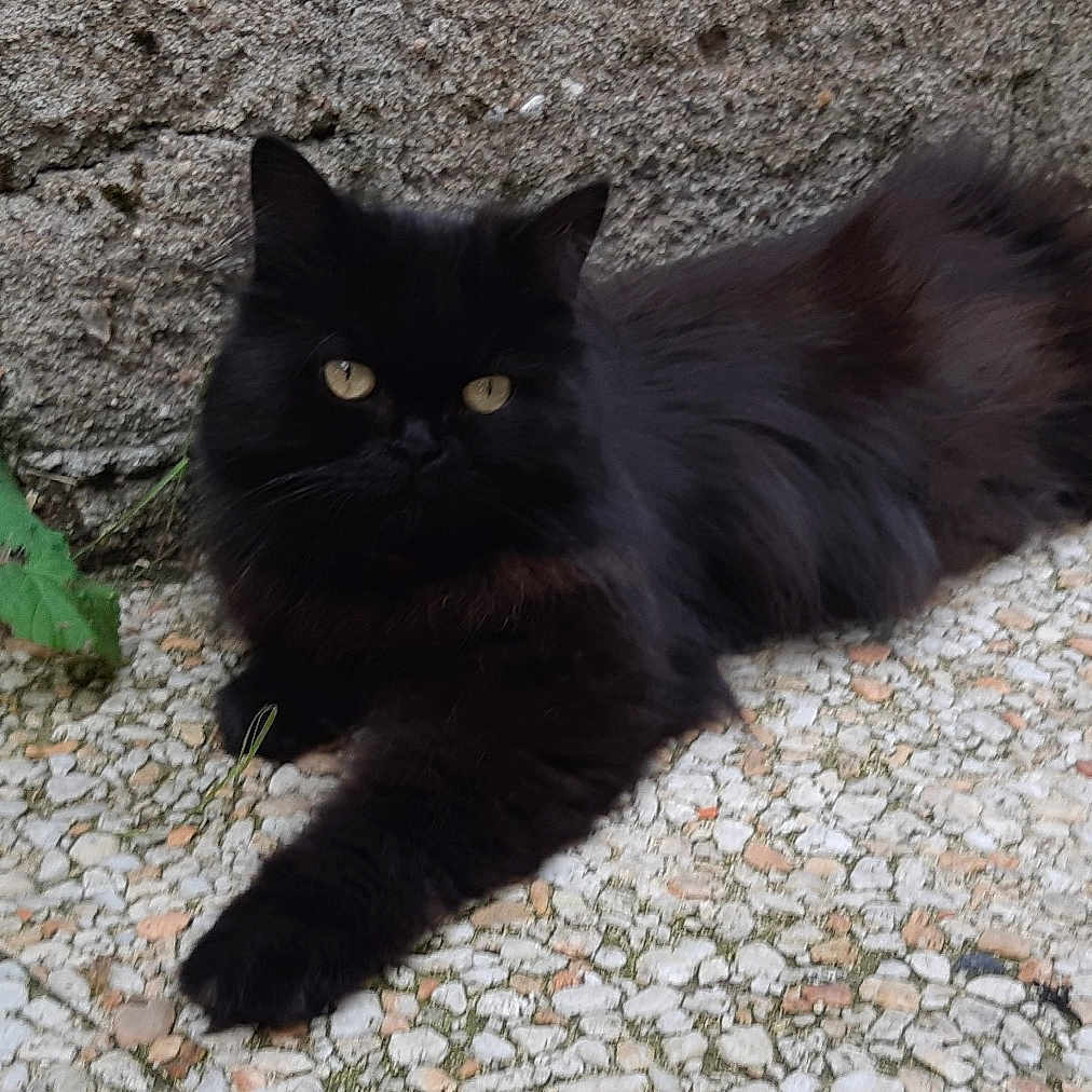 Minette