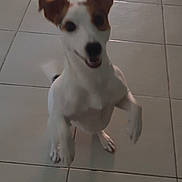 Bonnie a rejoint le concours — aidez-le/la à gagner de superbes lots ! animal, black_nose, brown_patches, cute, dog, floppy_ears, happy, home, indoor, jack_russell, pet, photography, portrait, puppy, raised_paw, short_fur, sitting, smiling, tile_floor, white_fur