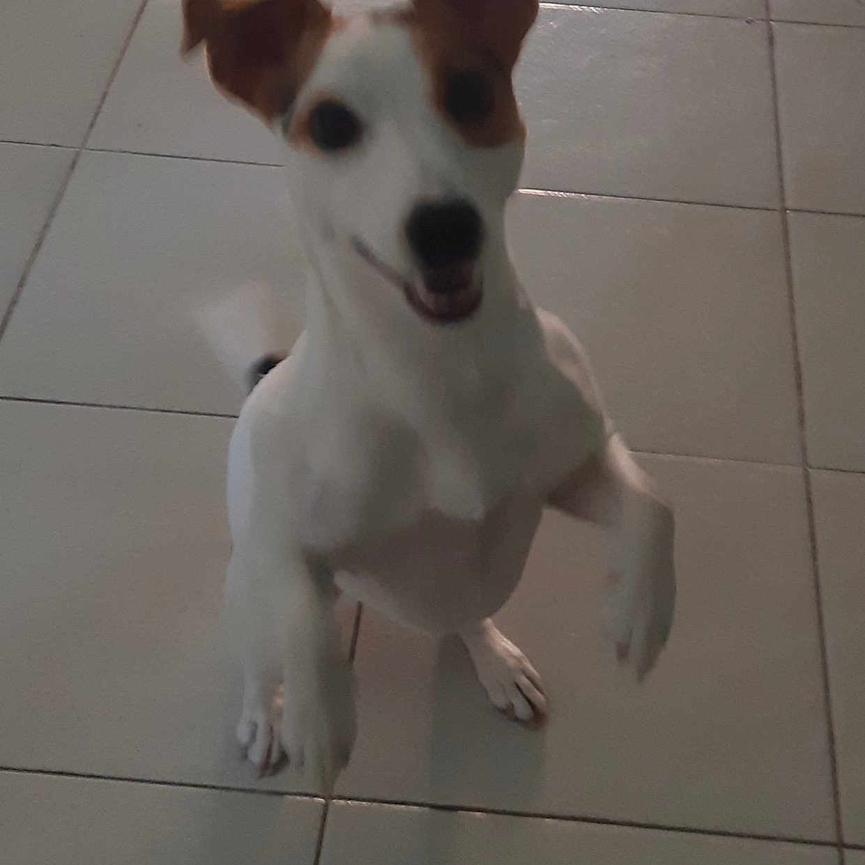 Bonnie