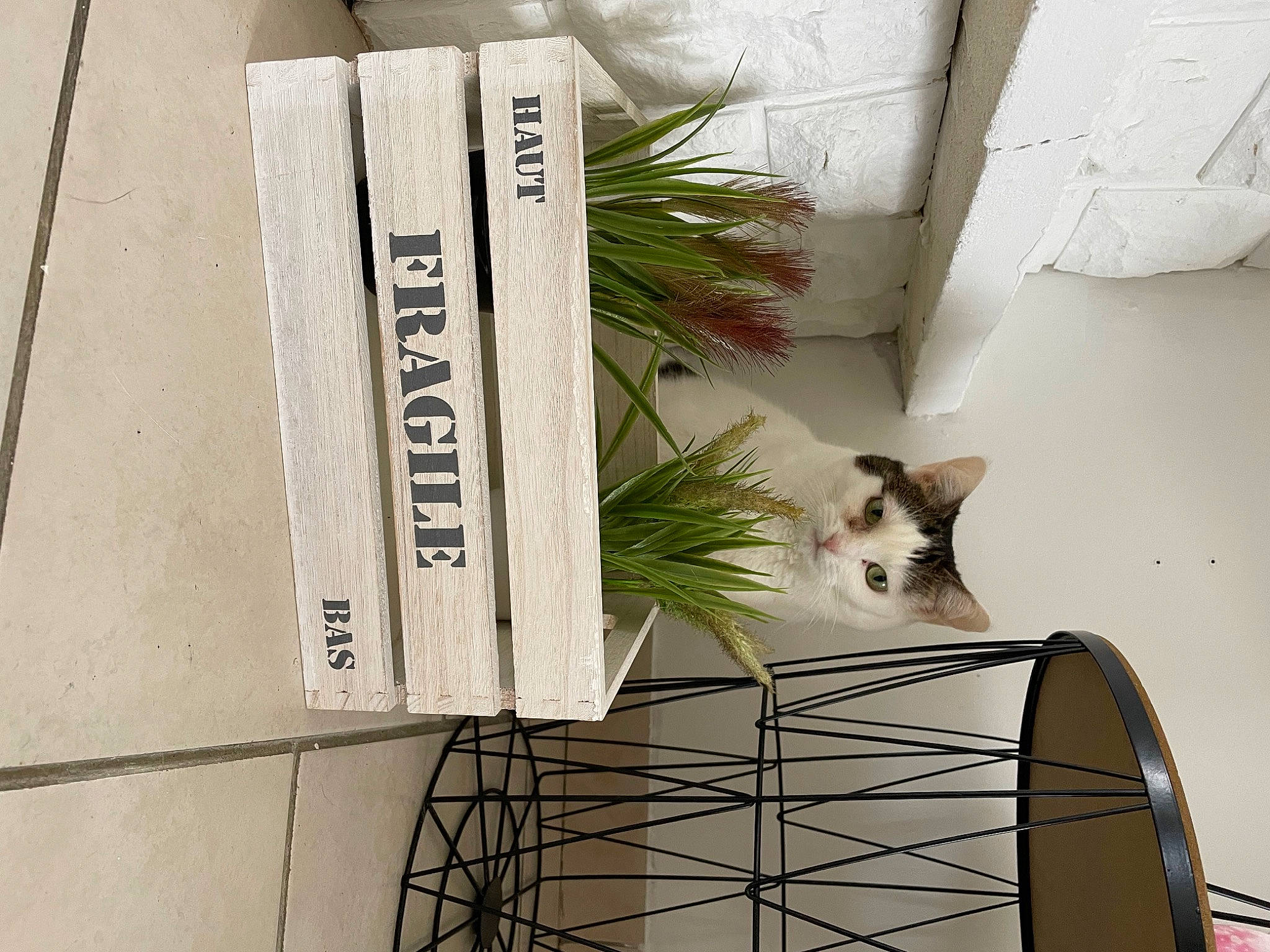 Olya a rejoint le concours — aidez-le/la à gagner de superbes lots ! carnivore, companion_dog, dog_supply, domestic_short_haired_cat, felidae, flooring, flowerpot, font, house, houseplant, interior_design, line, paper, plant, room, small_to_medium_sized_cats, tail, tree, whiskers, window