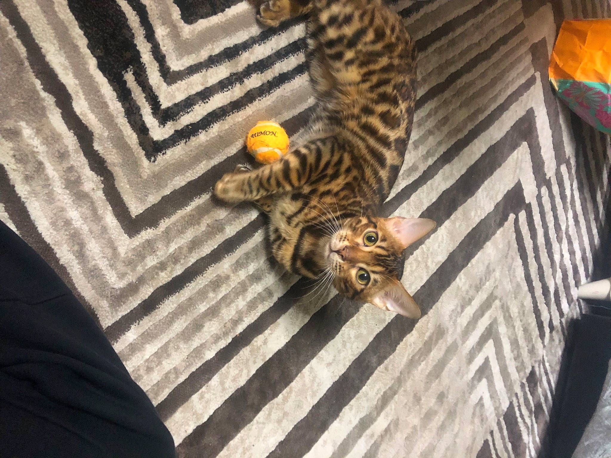 Neko participe au concours pour gagner de l'argent avec cette photo : bengal, carnivore, cat, claw, comfort, domestic_short_haired_cat, felidae, fur, linens, mammal, pattern, sleeve, small_to_medium_sized_cats, snout, tail, terrestrial_animal, whiskers, wildlife, wood