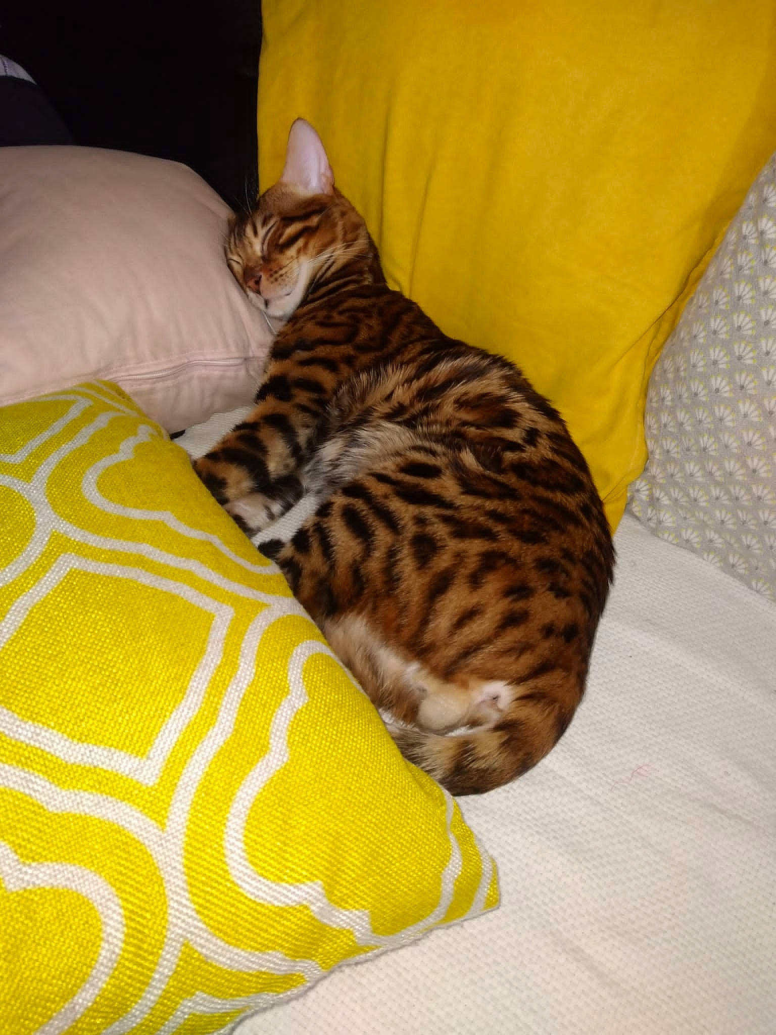 Neko a rejoint le concours — aidez-le/la à gagner de superbes lots ! bed, bedding, carnivore, cat, cat_bed, cat_supply, comfort, domestic_short_haired_cat, felidae, flooring, fur, linens, nap, pattern, room, small_to_medium_sized_cats, tail, terrestrial_animal, whiskers, wood