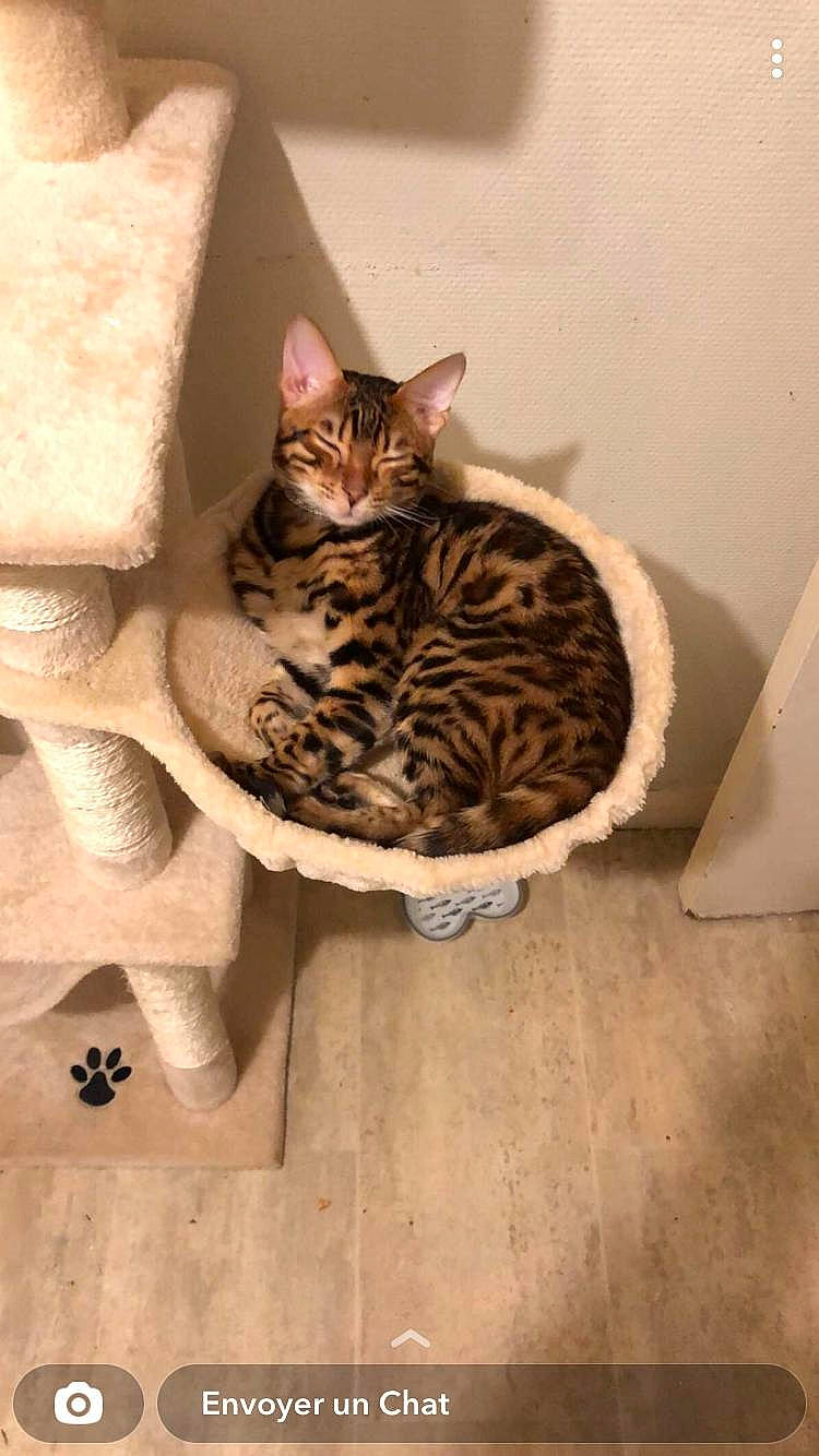 Neko participe au concours pour gagner de l'argent avec cette photo : carnivore, cat, cat_supply, comfort, domestic_short_haired_cat, door, felidae, flooring, fur, hardwood, small_to_medium_sized_cats, snout, tail, terrestrial_animal, whiskers, wood