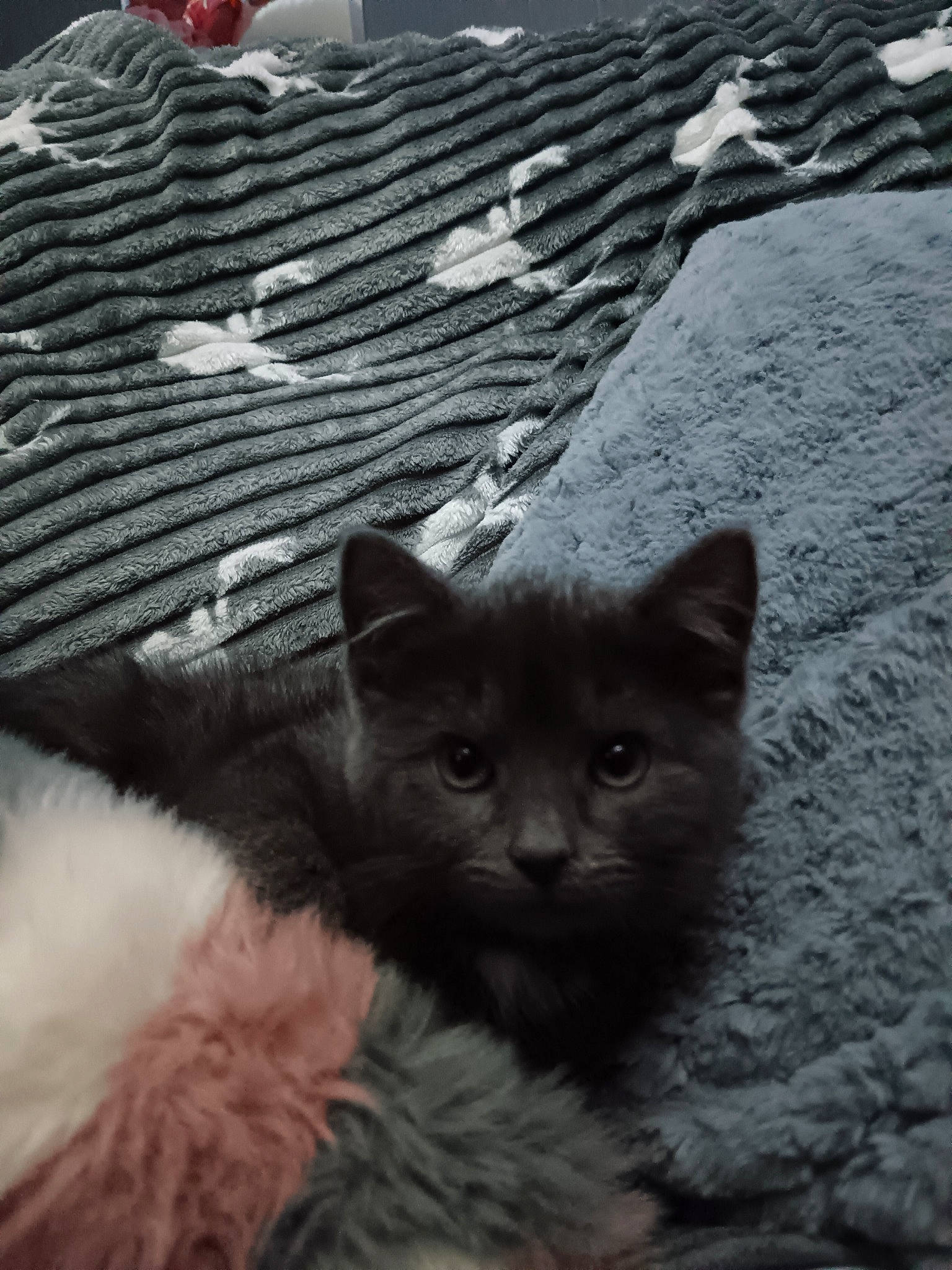 Max is registered to the contest to win money with this photo: black_cat, carnivore, cat, claw, comfort, domestic_short_haired_cat, fawn, felidae, fur, grey, mammal, monochrome_photography, paw, small_to_medium_sized_cats, snout, tail, terrestrial_animal, vertebrate, whiskers, window