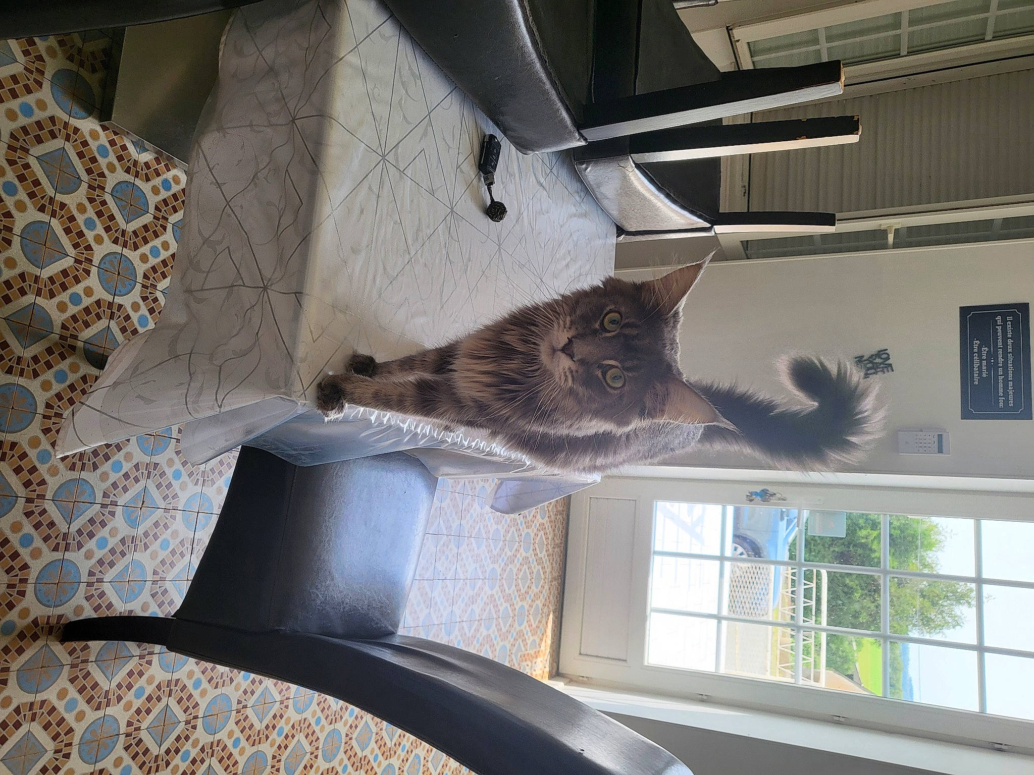 Tickle a rejoint le concours — aidez-le/la à gagner de superbes lots ! art, carnivore, cat, ceiling, domestic_short_haired_cat, fawn, felidae, flooring, grey, mammal, metal, plant, room, small_to_medium_sized_cats, tail, tree, vertebrate, whiskers, window, wood