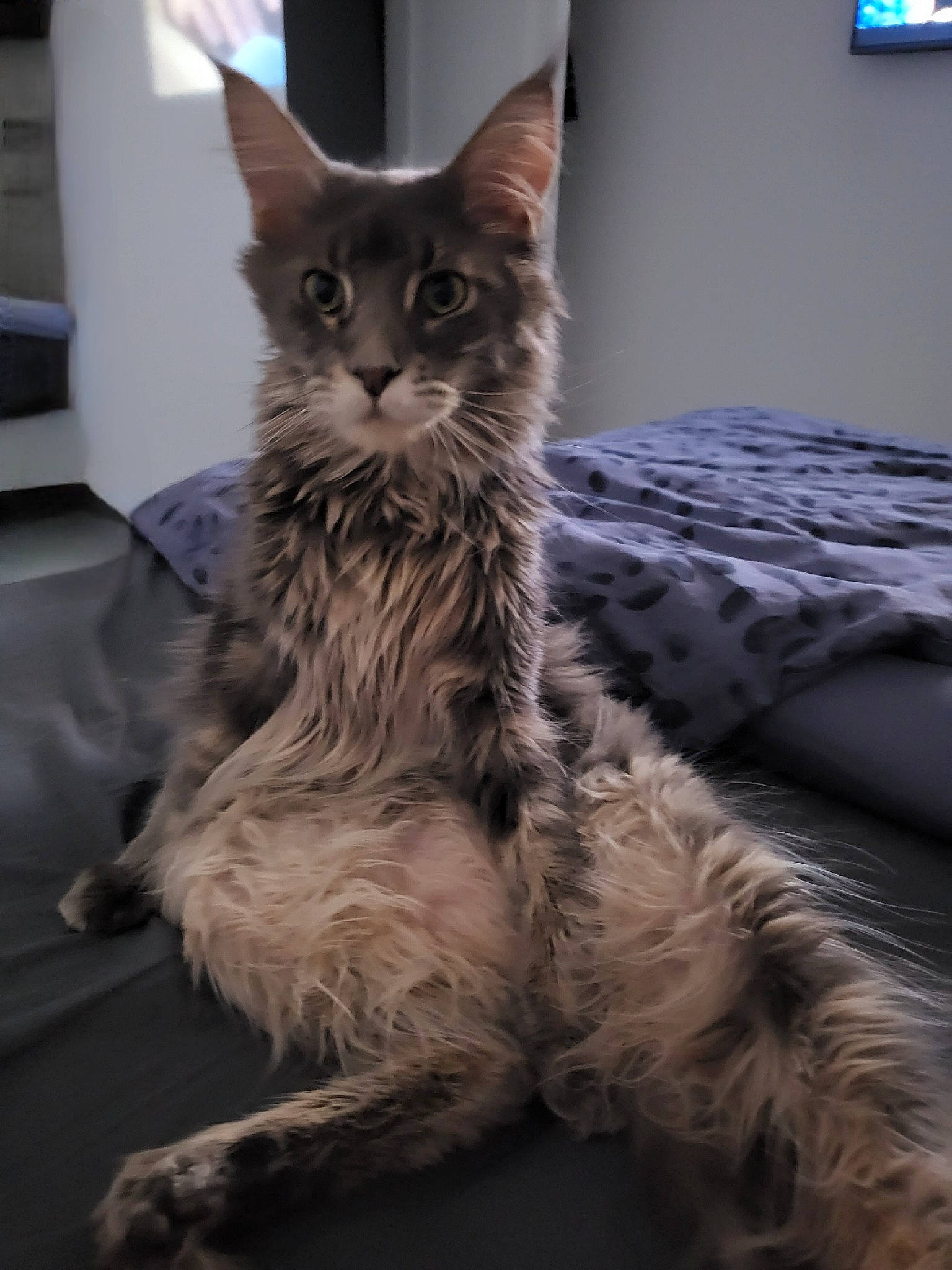 Tickle participe au concours pour gagner de l'argent avec cette photo : bed, british_longhair, carnivore, cat, comfort, domestic_short_haired_cat, felidae, fur, grey, paw, selkirk_rex, small_to_medium_sized_cats, tail, terrestrial_animal, whiskers, window