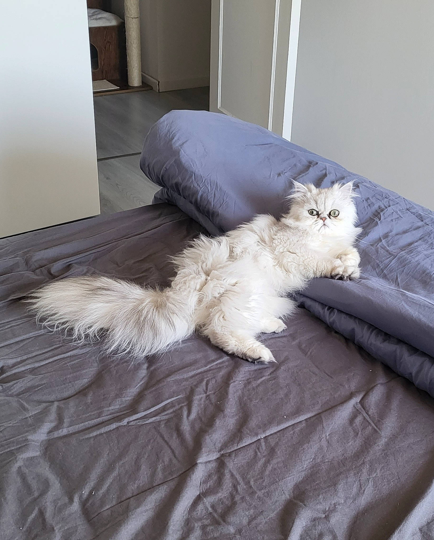 Total Look White a rejoint le concours — aidez-le/la à gagner de superbes lots ! bedding, carnivore, cat, chair, comfort, companion_dog, duvet, felidae, flooring, fur, grey, hardwood, linens, mattress, nap, room, small_to_medium_sized_cats, tail, whiskers, wood