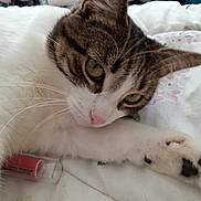 Hazel joined the competition — help win amazing prizes! cat, tabby, white_fur, green_eyes, close_up, indoor, bedspread, floral_pattern, relaxed, pet, animal, whiskers, paw, soft_light, household, furniture, comfort, resting, cute, domestic_cat